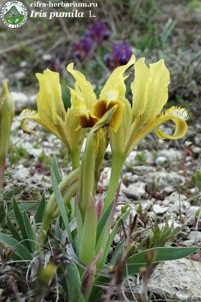 Iris pumila L.