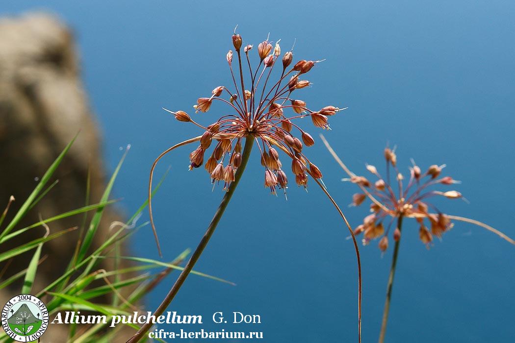 Allium pulchellum G. Don