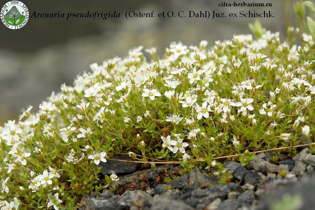 Arenaria pseudofrigida  (Ostenf. et O. C. Dahl) Juz. ex Schischk.