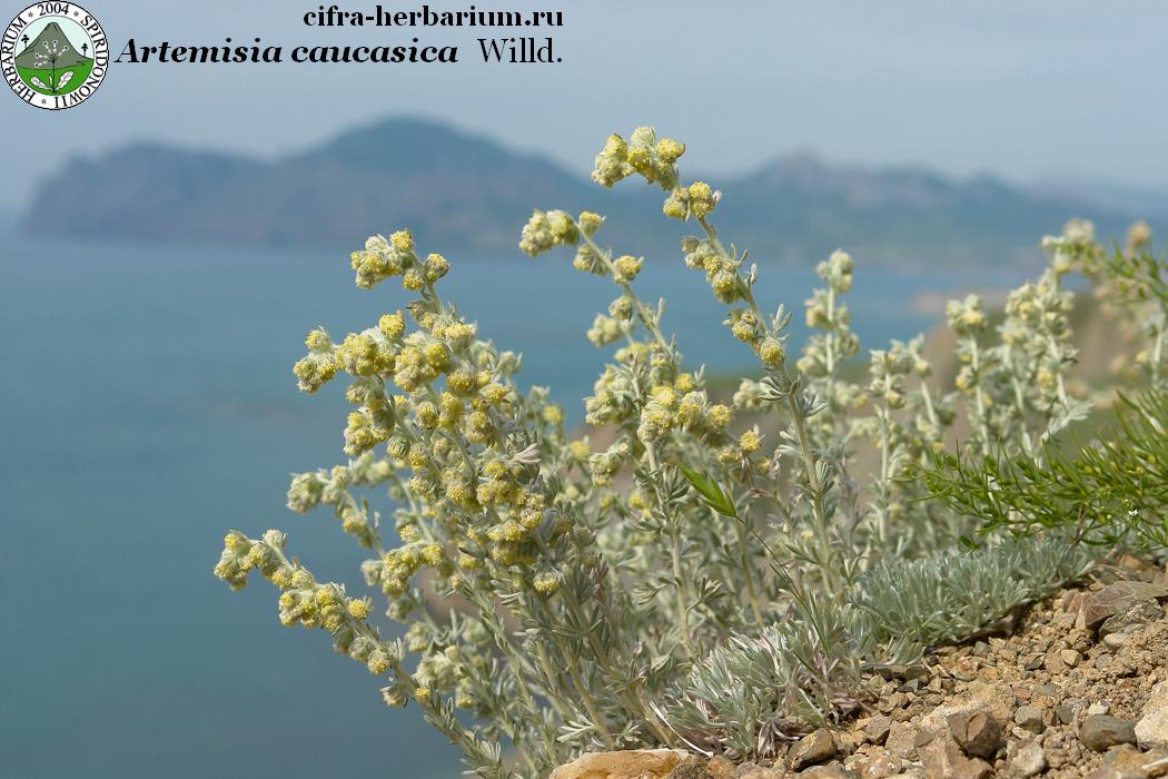 Artemisia caucasica Willd.