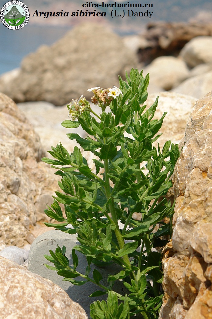 Argusia sibirica (L.) Dandy