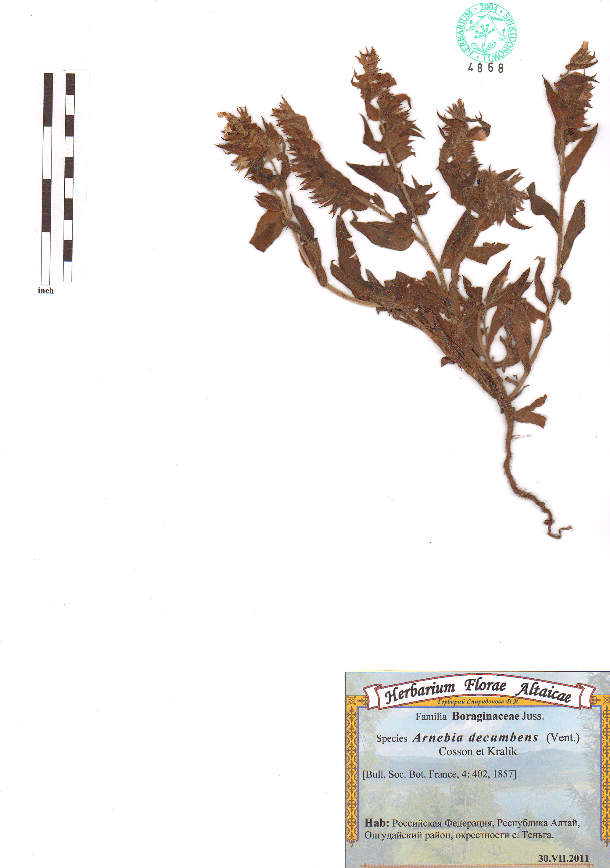 Arnebia decumbens (Vent.) Cosson et Kralik