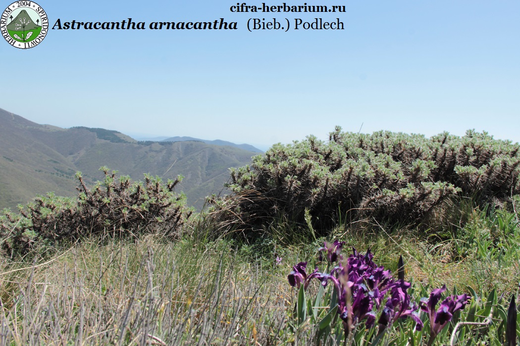 Astracantha arnacantha (Bieb.) Podlech