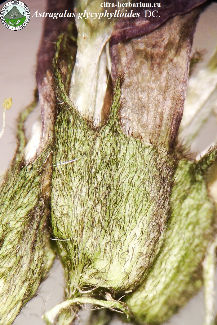 Astragalus glycyphylloides DC.