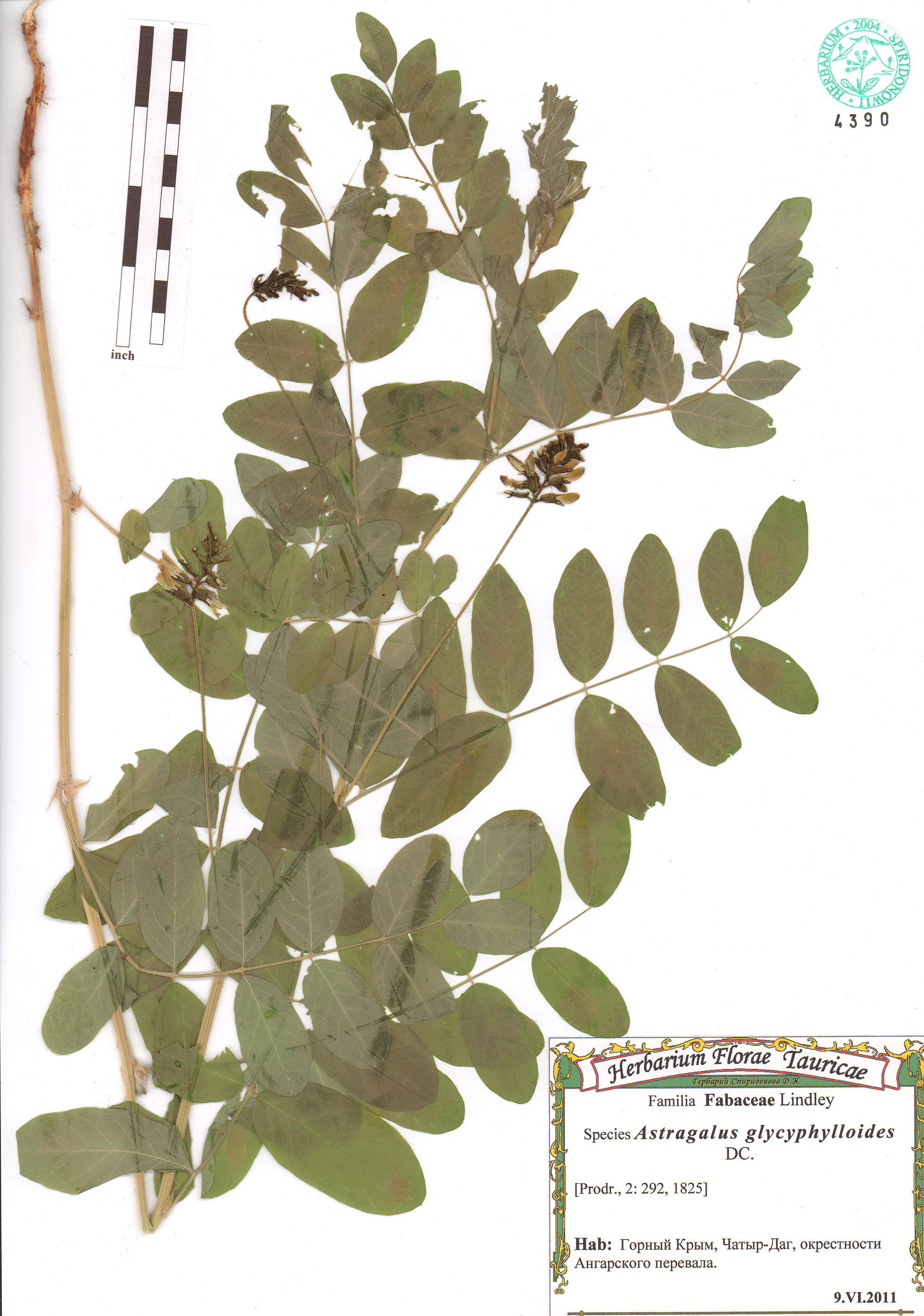 Astragalus glycyphylloides DC.