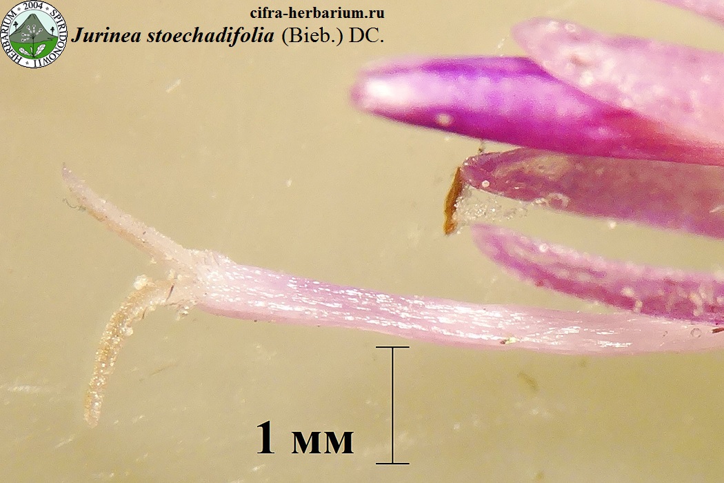 Jurinea stoechadifolia (Bieb.) DC.