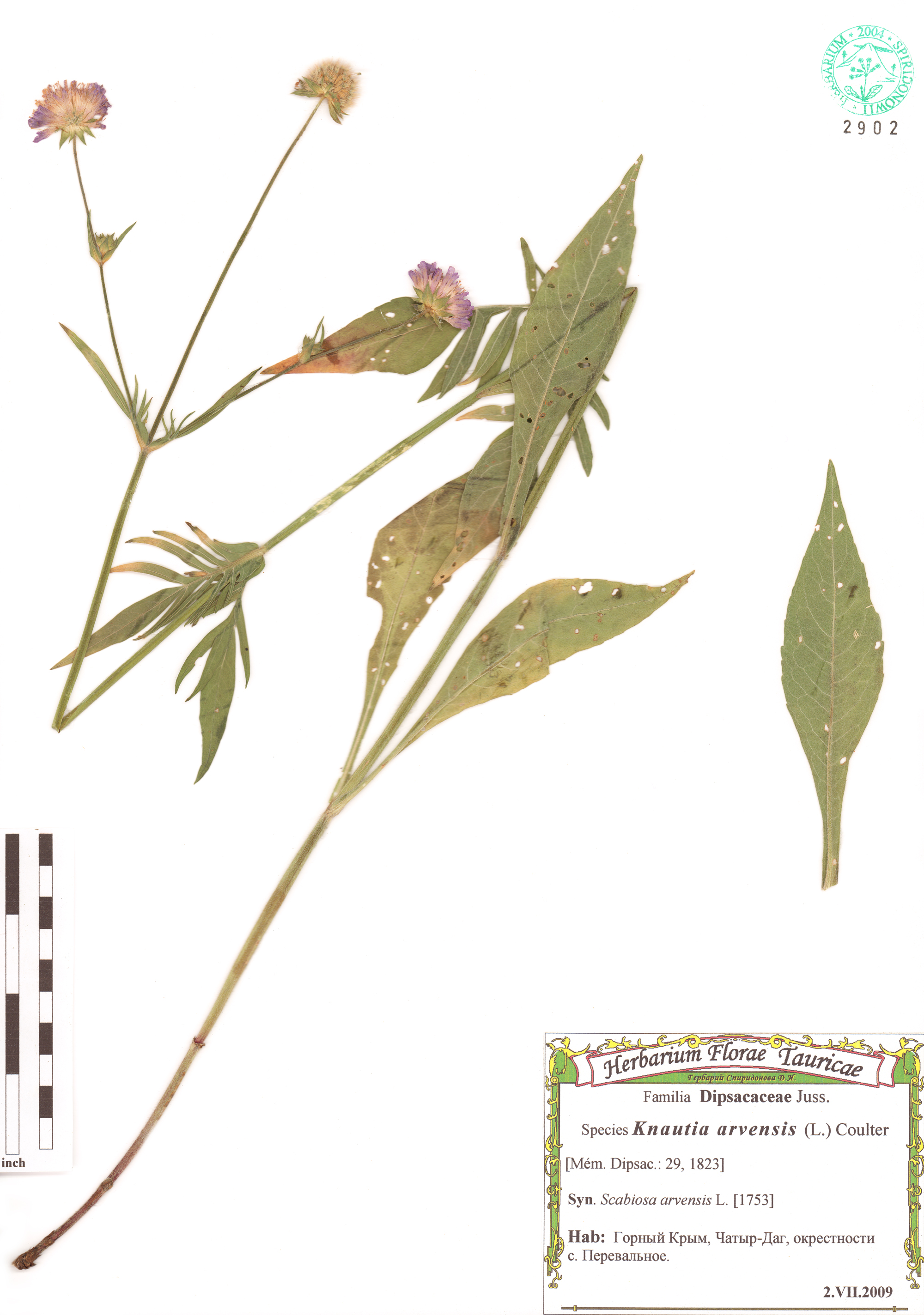 Knautia arvensis (L.) Coulter
