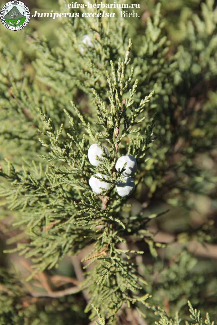 Juniperus excelsa Bieb.
