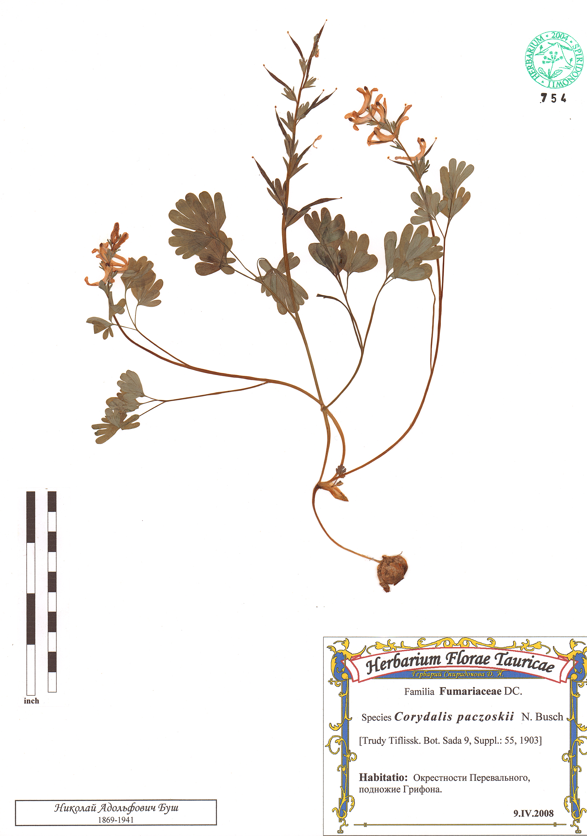 Corydalis paczoskii N. Busch