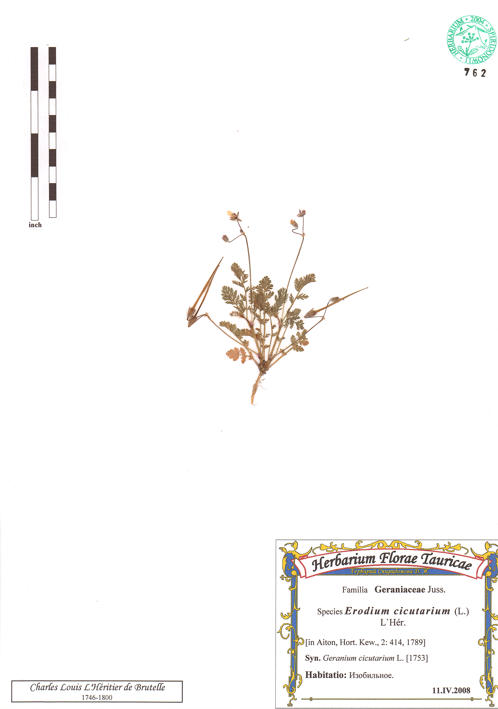 Erodium cicutarium (L.) L'Her.