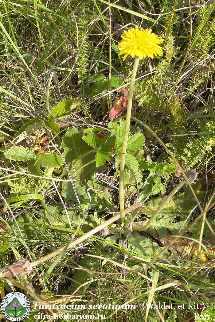 Taraxacum serotinum (Waldst. et Kit.) Poir.